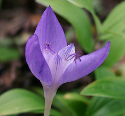 10040009_eCrocus_banaticus.JPG