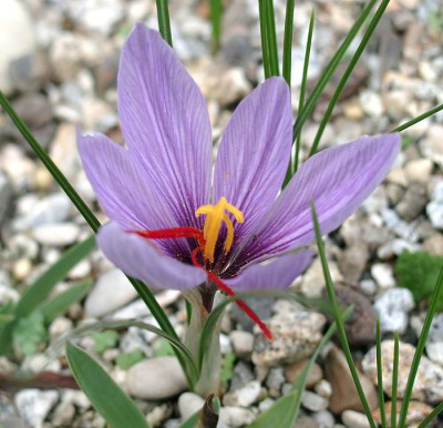 10040015_eCrocus_nn.JPG