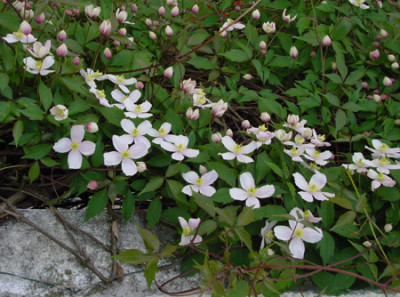 C_mon_Tetra_Rose_1.jpg