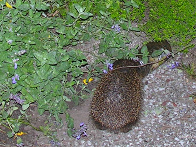 igel2.jpg