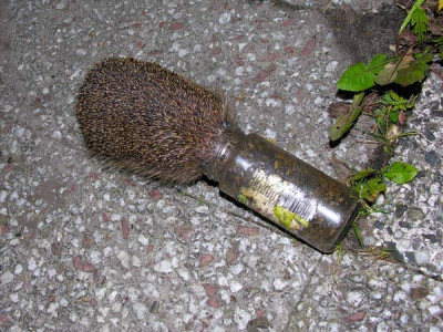 igel1.jpg