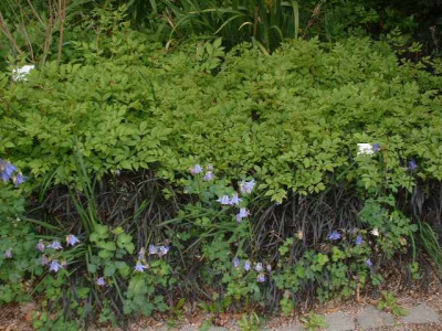 Astilbe_Schlangenbart_Akelei.jpg