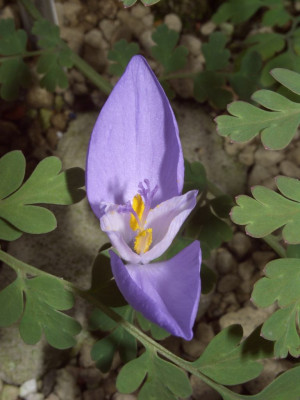Crocus_banaticus_Stilblute.jpg