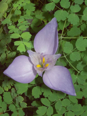 Crocus_banaticus_positiv.jpg
