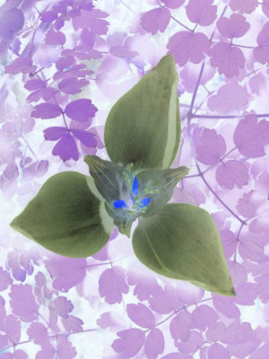 Crocus_banaticus_negativ.jpg