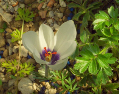 Crocus_matthewii.jpg