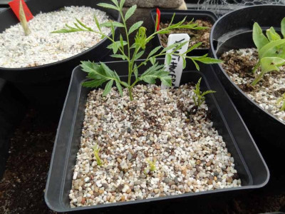 Xanthoceras Germination Attachment.jpg