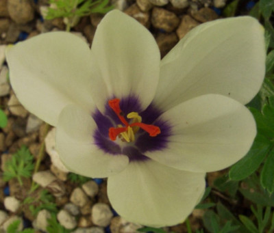 Crocus_matthewii_nah.jpg