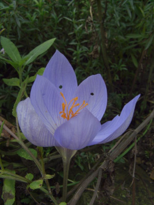 Crocus_mit_Frasslochern.jpg