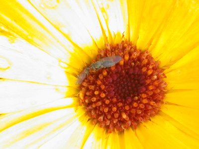 Ringelblume_R_20357_94.jpg