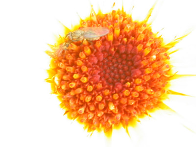 Ringelblume_R_20358_94.jpg