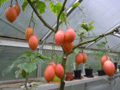 Tamarillo.JPG