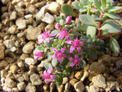 Sedum_Lilac.jpg