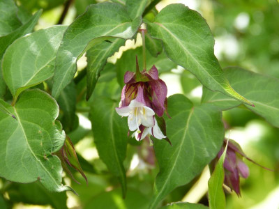 2015-06-14 Leycesteria.jpg