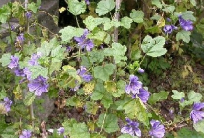 Malva_Sylv._blau_im_Oktober.jpg