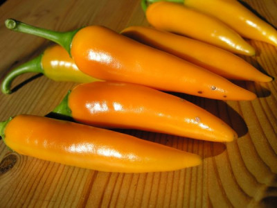 bulgarian_carrot_pa053065.jpg