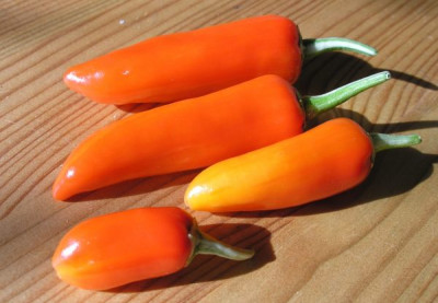fishpepper_pa053067.jpg