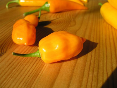 habanero_pa053062.jpg