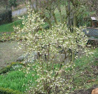 LoniceraPurpusii20050327.jpg