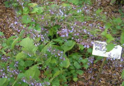 Plectranthus_excelsior.jpg