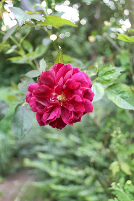 rose burgundy rambler15.JPG