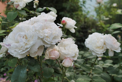 rose winchster cathedral15.JPG