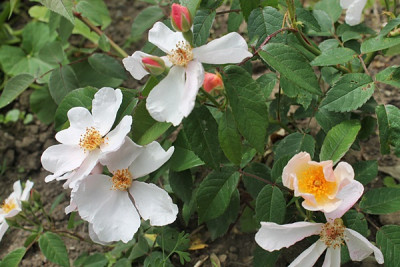 rose kathleen.JPG