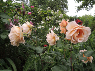 R.Julias Rose Jun..JPG