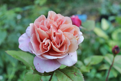 rose distant drums15.JPG