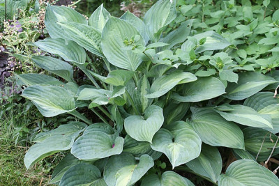 hosta striptease15.JPG