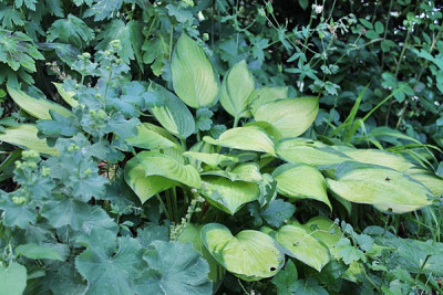hosta janet15.JPG