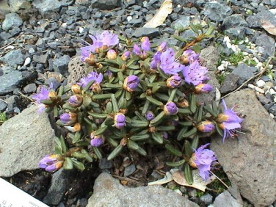 Steingarten_B_Rhododendron_impeditum_Zwergform.jpg