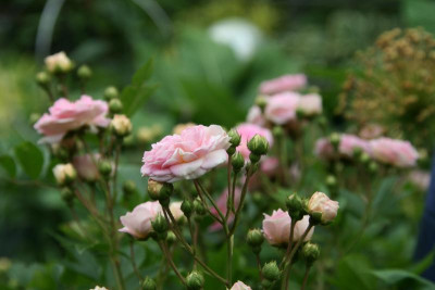 Rose Pink Gislaine de Felingonde0415.JPG