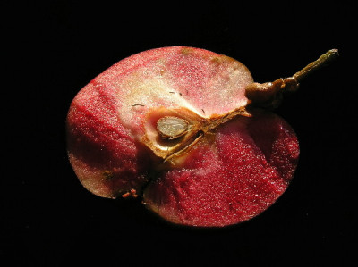 Malus-Okt-1.jpg