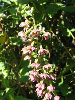 epipactis_0858.jpg