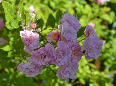 Rose-RosendorfSteinfurth.15-1.jpg