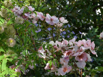 Rose-SweetPretty-15-1-.jpg