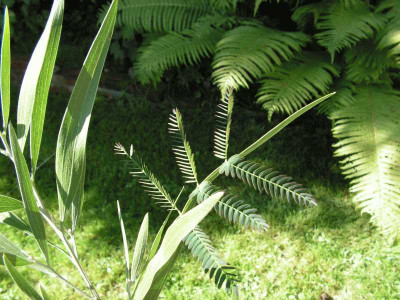 akazie_2blatt.jpg
