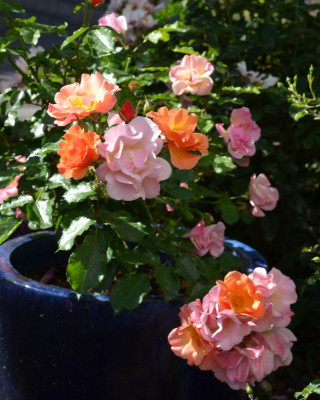 Rose-Jazz.15-1.jpg