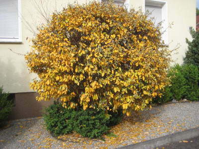 baum 001.JPG