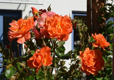 Rose-Westerland.15-1.jpg