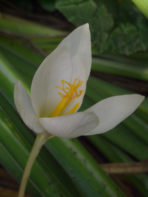 Crocus_pulchellus_Albus.jpg
