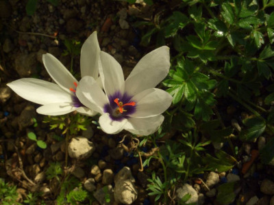 Crocus_matthewii_zweite_Blute.jpg