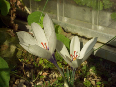 Crocus_matthewii_seitlich.jpg