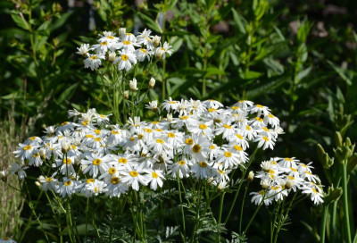 Tanaetum_corymbosum-Festtafel.15-1.jpg