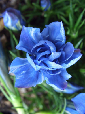 Gentiana_sino-ornata_gefullt.jpg