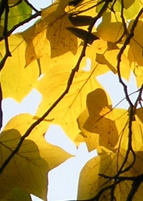 Tulpenbaum_07_10_05.jpg