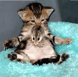 maus.gif