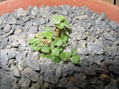 Steingarten_E_Campanula_morettiana_im_bluhfahigen_Alter.jpg