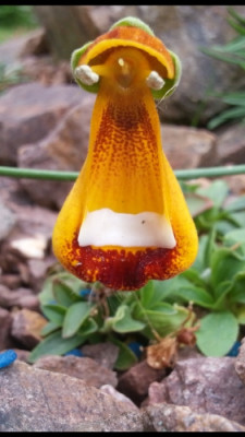 Calceolaria darvinii.jpg